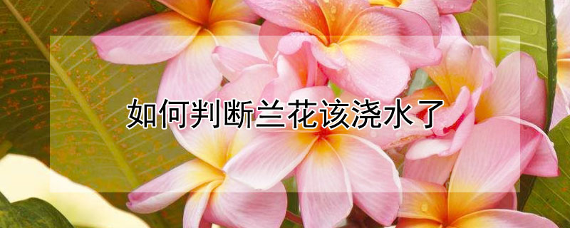 如何判断兰花该浇水了（如何判断兰花该浇水了没有）