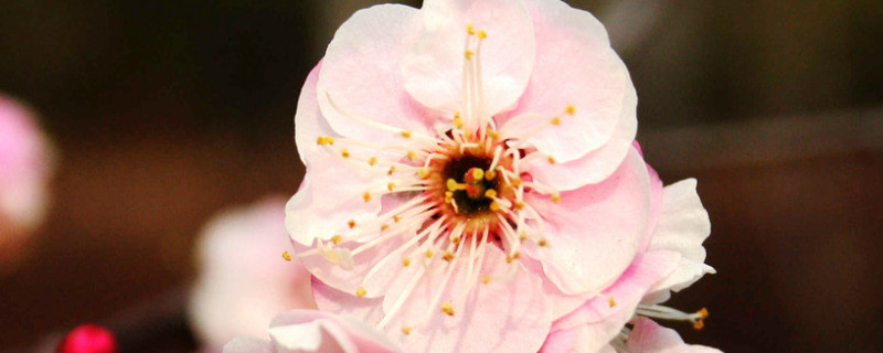 梅花有叶子吗 梅花有叶子吗?是大的吗还是小的