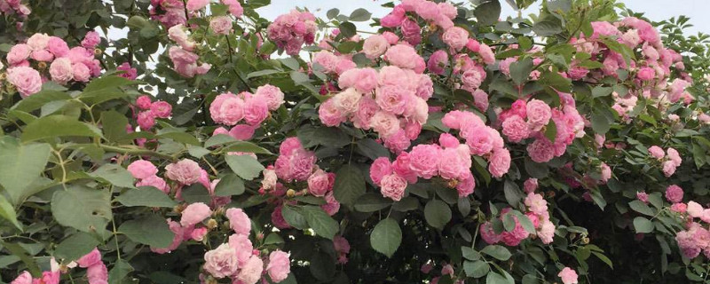 爬藤蔷薇带刺吗 爬藤蔷薇招虫子吗