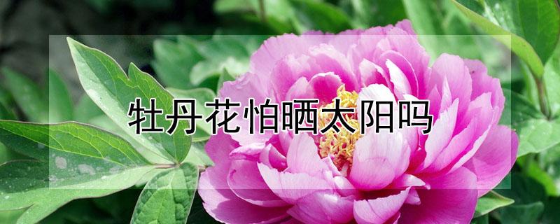 牡丹花怕晒太阳吗 牡丹花怕晒太阳吗为什么
