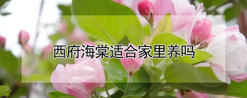 西府海棠适合家里养吗 西府海棠适合家里养吗风水