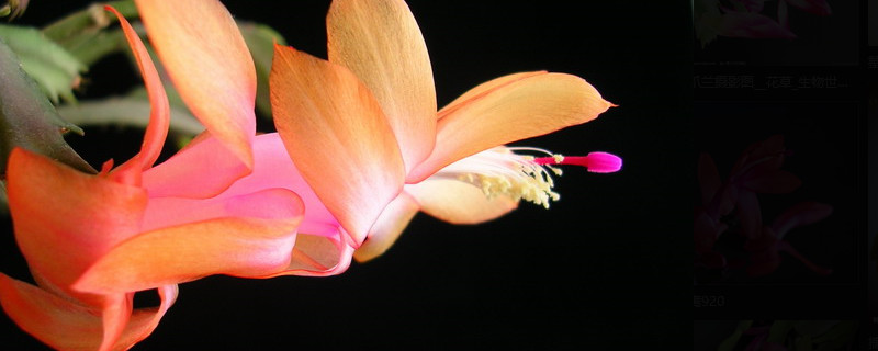 如何加速蟹爪兰开花（如何加速蟹爪兰开花）