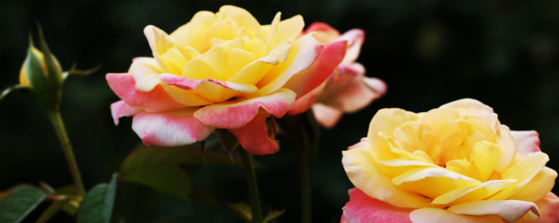 月季花为什么叶子发黄脱落 月季花叶子发黄脱落怎么补救