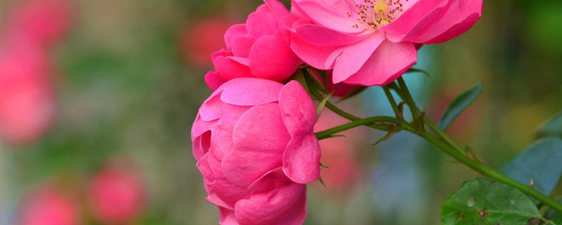 玫瑰花冬天怎么养 玫瑰花冬天怎么养才不会枯萎