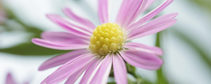 菊花浇水过多怎么办（菊花浇水过多怎么办呢）