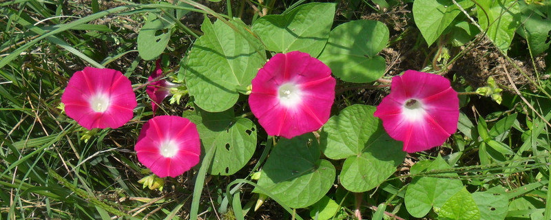 盆栽牵牛花能活多久（盆栽牵牛花怎么养）