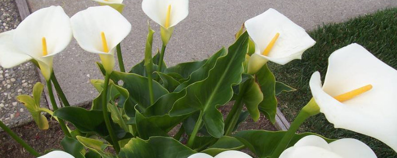 马蹄莲花期多长 马蹄莲花期多长时间开花