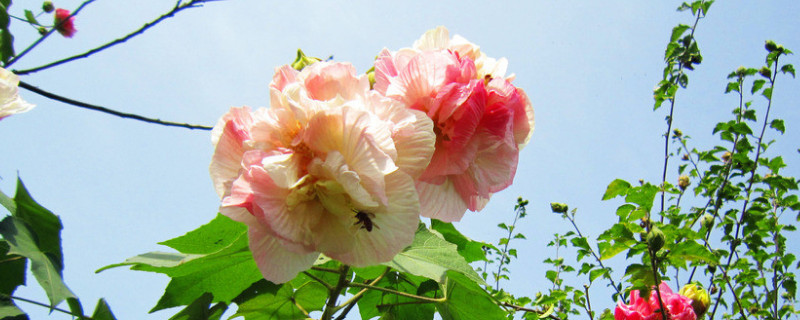 盆栽芙蓉花可以家养吗（盆栽芙蓉花可以家养吗怎么养）