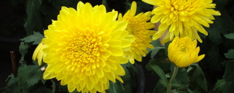 菊花夏天徒长怎么修剪（菊花夏天徒长怎么修剪好）