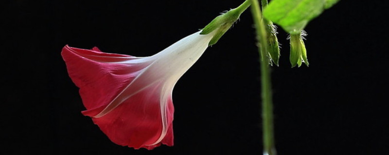 牵牛花又叫什么花 牵牛花又叫什么花图片