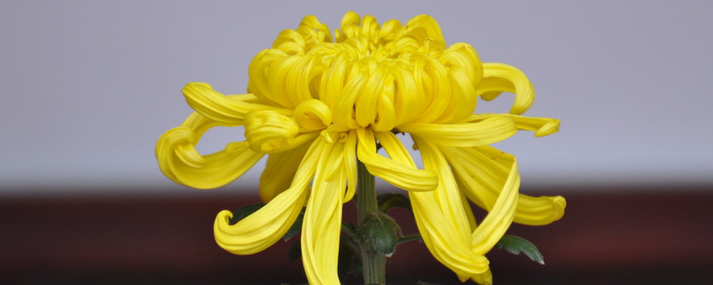 菊花冬天落叶吗 菊花冬天落叶吗为什么