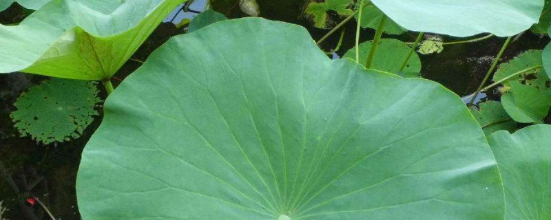 水培荷花荷叶有黑边怎么回事（水培荷叶发黄）