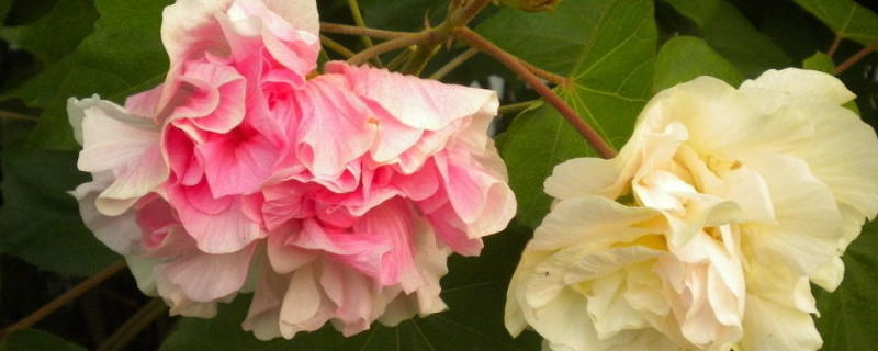 芙蓉花冬季能生长吗（芙蓉花冬季能生长吗视频）