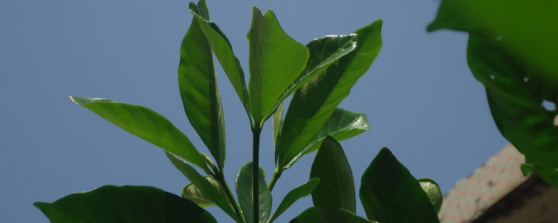 栀子花是树吗（栀子花是树吗图片）