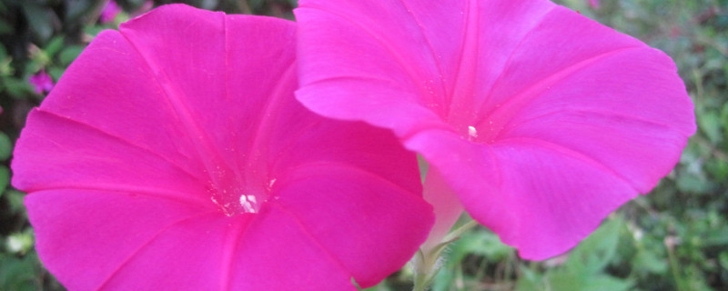 牵牛花种子可以用真空保存吗（牵牛花种子可以保存多久）