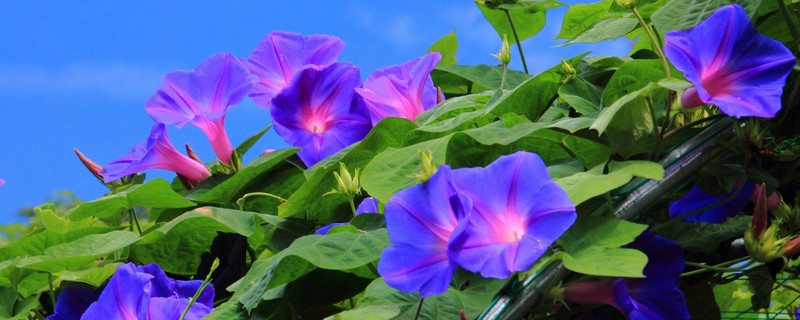 牵牛花种子怎样保存 牵牛花种子怎样保存时间长