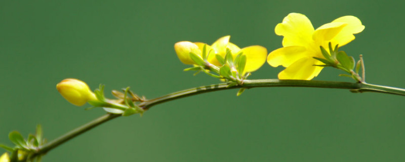 迎春花冬季能栽活吗 迎春花冬季能栽活吗图片