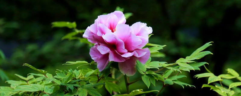 观赏牡丹春季怎么管理（牡丹春节开花后怎么管理）