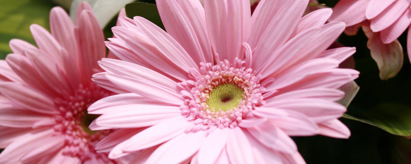 水培菊花不生根为什么 水培菊花不生根为什么呢