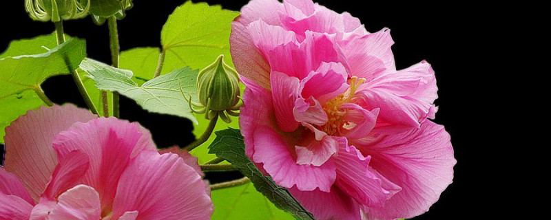 芙蓉花冬眠用浇水吗 芙蓉花多久浇一次水