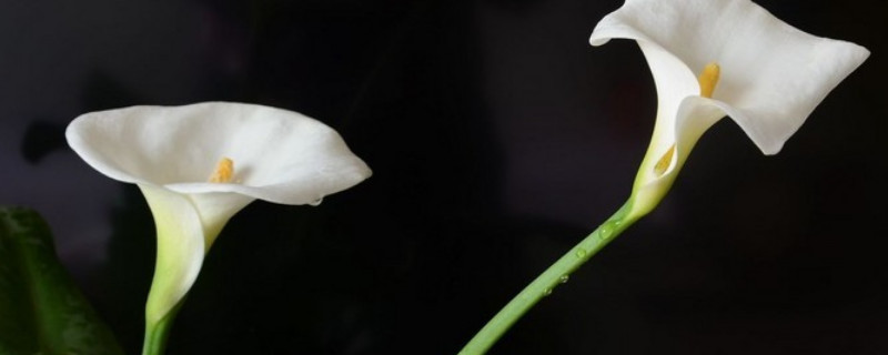 马蹄莲水养好还是土培好（马蹄莲 水养）
