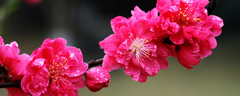 腊梅花香味有毒吗（腊梅花有香味吗?）
