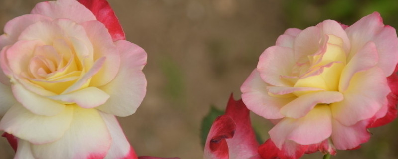 月季花夏季和秋季开花不同 月季花夏季和秋季开花不同吗