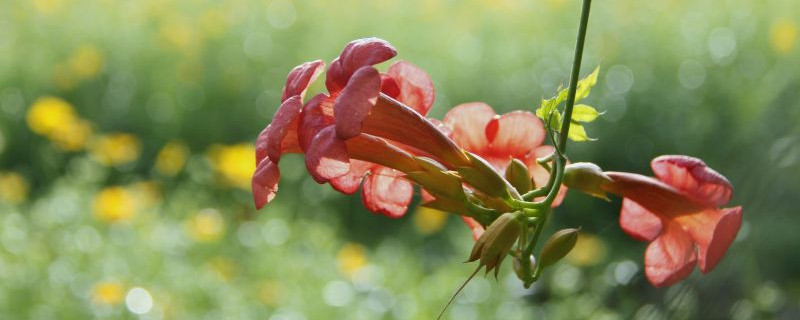 凌霄花叶子蔫了是为什么（凌霄花叶子发黄是什么原因）