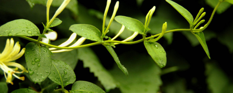 金银花冬天在室外怕冻吗（金银花冬天能在室外过冬吗）