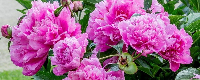 芍药病虫害的防治方法 芍药病虫害的防治方法是