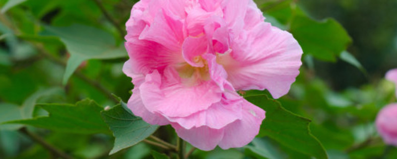 芙蓉花种子能用水泡吗（芙蓉花种子能用水泡吗怎么泡）