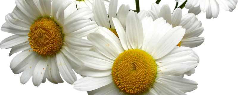 菊花如何修剪 菊花如何修剪过冬
