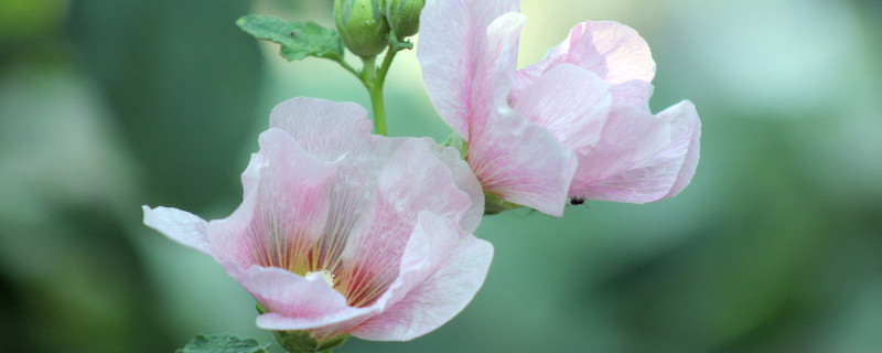 芙蓉花叶子卷边是什么原因 芙蓉花叶子卷边是什么原因呢