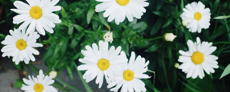 雏菊有花粉吗 雏菊有花粉吗怎么吃