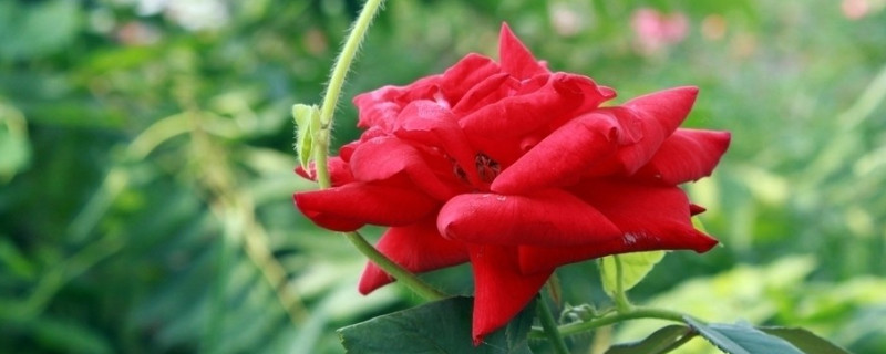 玫瑰花有虫怎么办（玫瑰花有虫怎么处理）