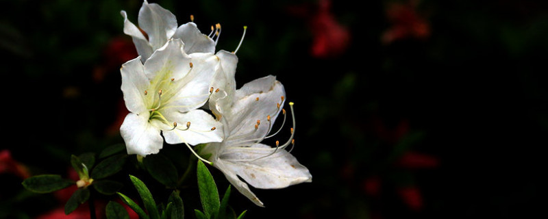杜鹃花怎么开花快（杜鹃花怎样开花快）