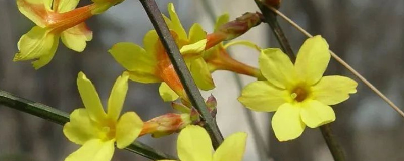 迎春花不冬眠可以吗（迎春花过冬）