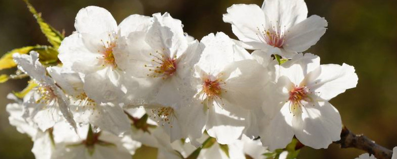 中国樱花开花时间 中国樱花开花时间是几月