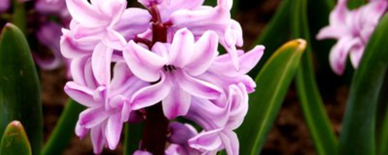 风信子是花吗（风信子是花还是树）