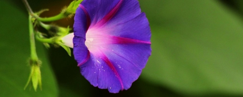 牵牛花如何剪不让它爬藤（牵牛花剪枝视频）