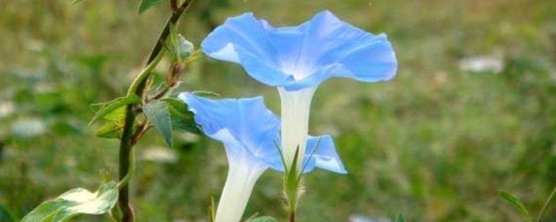 牵牛花根部枯萎变黄 牵牛花根部枯萎变黄怎么回事