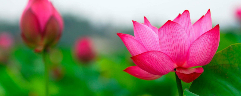 荷花在办公室怎么养（荷花在办公室怎么养活）