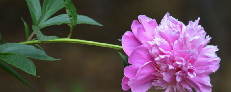 芍药根种下多久发芽（芍药根种下后多久发芽）