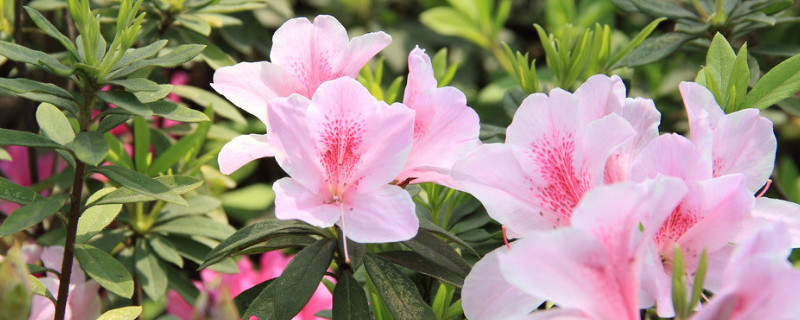 杜鹃花什么时候修枝 杜鹃花什么时候修枝比较好