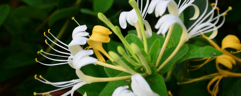 金银花什么时候开花（金银花什么时候开花结果）