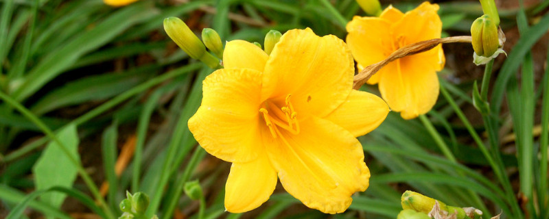 牵牛花春天几天浇水一次（牵牛花春天几天浇水一次好）