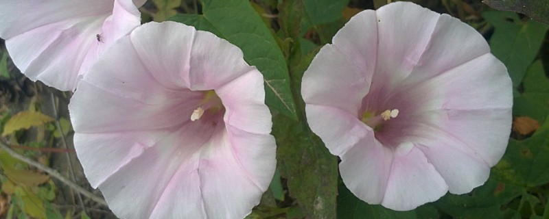 牵牛花种子可以水培吗 牵牛花种子可以放水里种吗