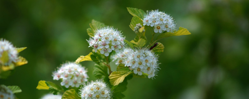 石楠花什么时候开（石楠花什么时候开花季节）