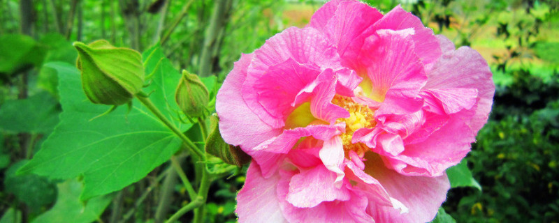 芙蓉花花开好后怎么修剪（芙蓉花花开好后怎么修剪枝条）