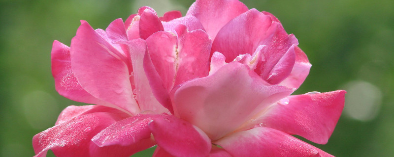 耐热的月季花品种（耐热的月季有哪些）